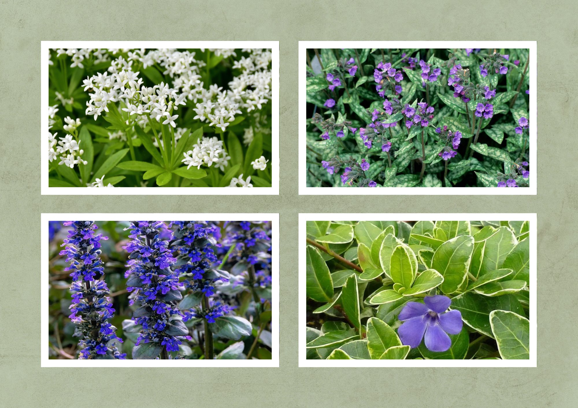 Levende Boomvoet – Inheemse Bodembedekker - 2